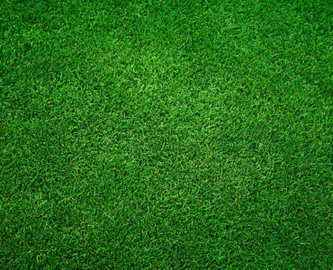 Trawniki golfowe – jak osiągnąć perfekcyjną gładkość i kolor?